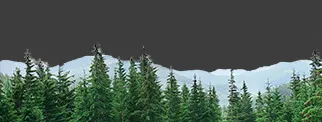 Our forest